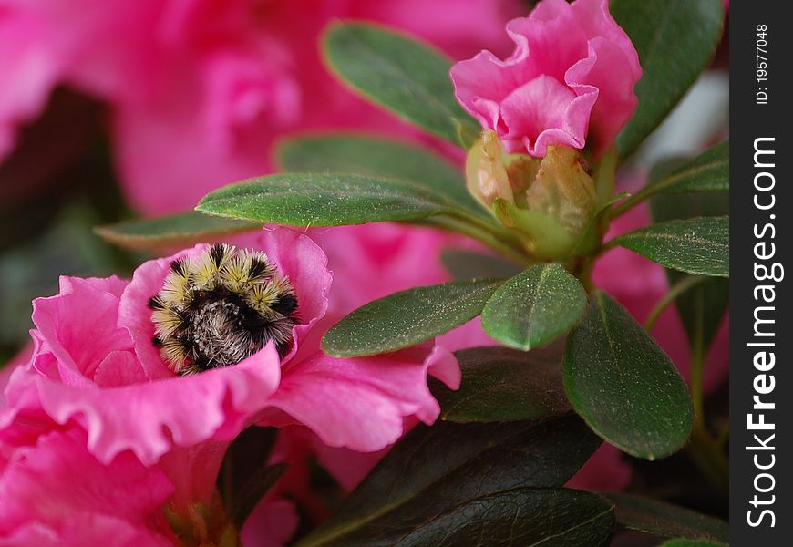 A yellow and black caterpillar curled up in a pink flower.
