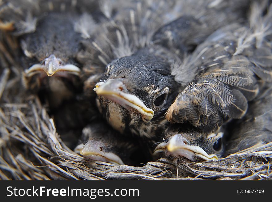 Baby birds at three weeks old