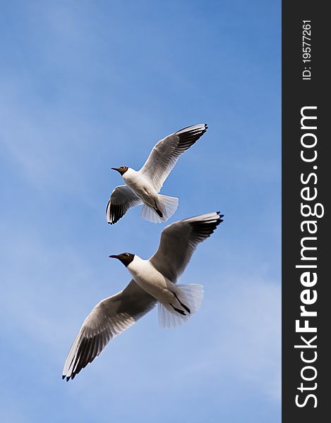 Two seagulls oaring against a brilliant blue background