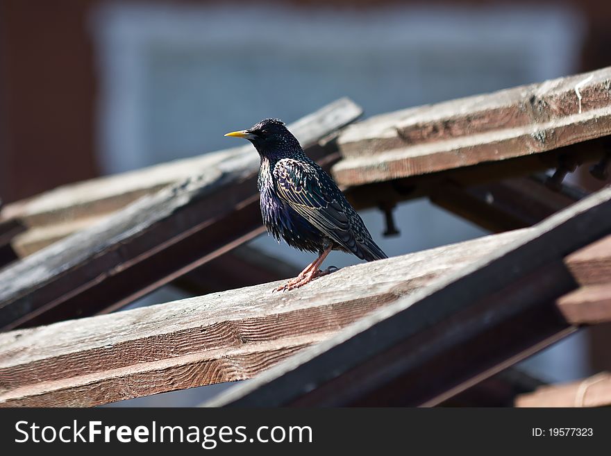 Starling is on the roof of a greenhouse on a sunny spring day, and looks into the distance. Starling is on the roof of a greenhouse on a sunny spring day, and looks into the distance