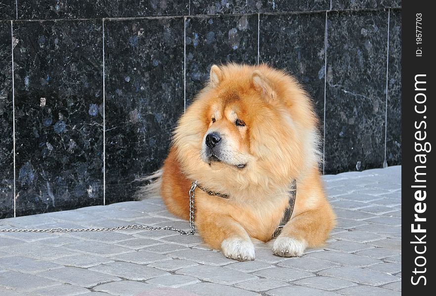Orange Chow Dog Sitting on the Street