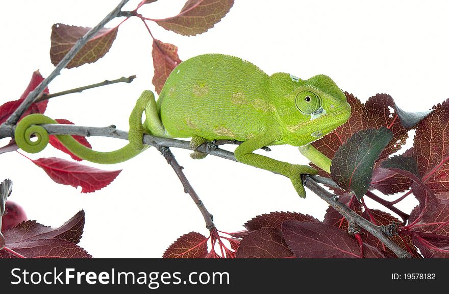 Chameleon are a distinctive and highly specialized clade of lizards.