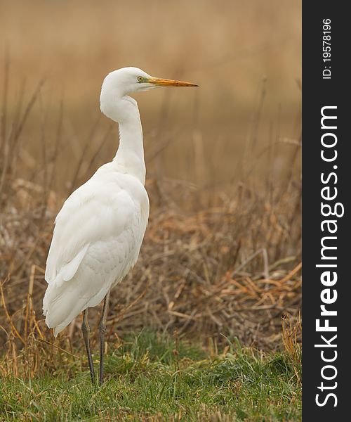 Great white heron in a field