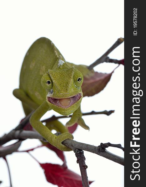 Chameleon are a distinctive and highly specialized clade of lizards.