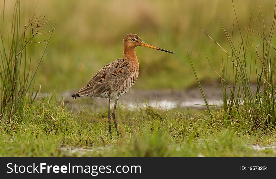 Godwit in a landscape setting. Godwit in a landscape setting