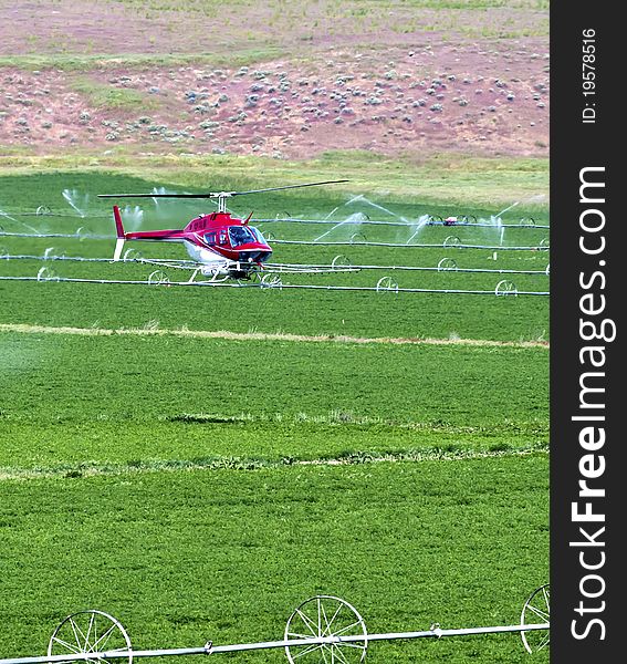 A helicopter is crop dusting a farm field in north central Oregon. A helicopter is crop dusting a farm field in north central Oregon.