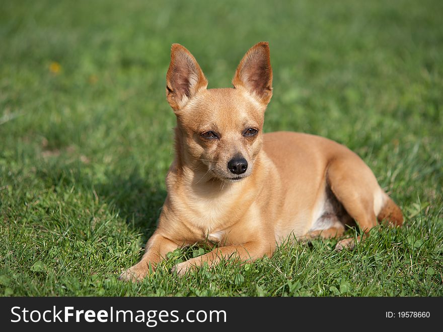 A cute dog pincher, brown