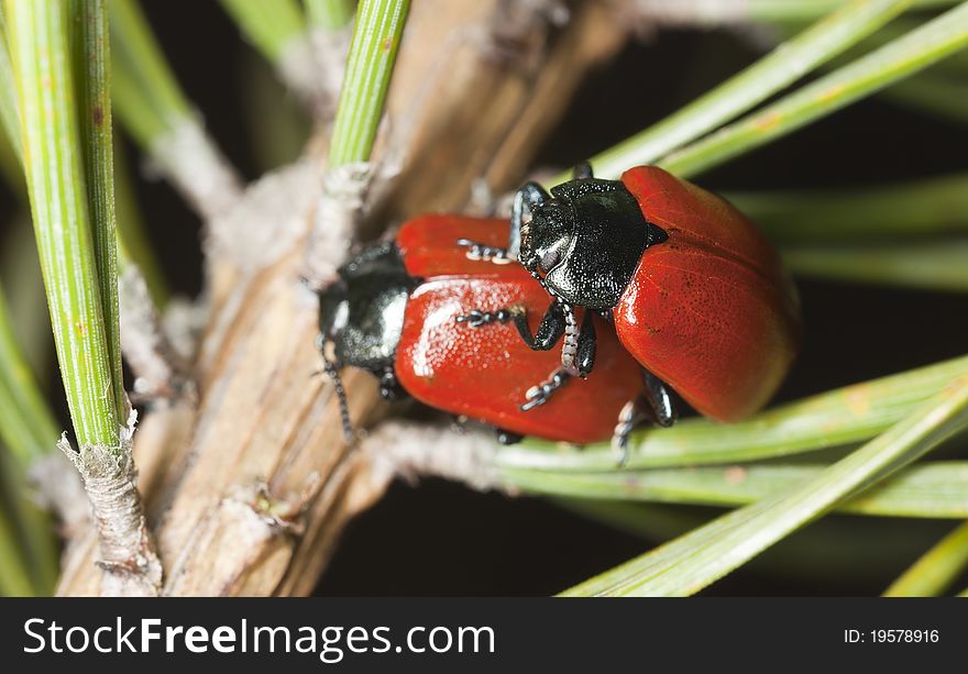 Red poplar leaf beetle (Chrysomela populi)