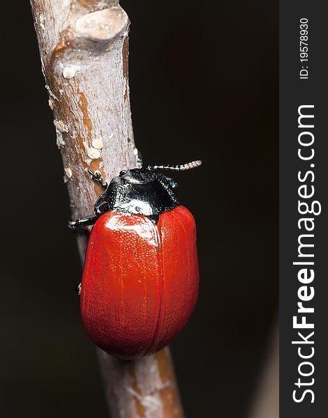 Red poplar leaf beetle (Chrysomela populi) Macro photo.