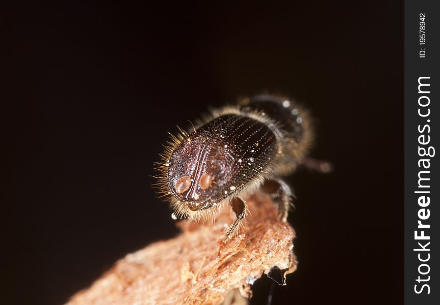 Rear view of Bark borer, this beetle is a major pest on woods, extreme close up with high magnification