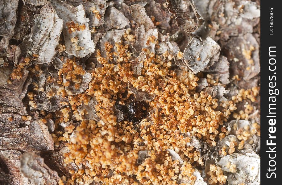 Extreme close-up of a Bark borer working on wood