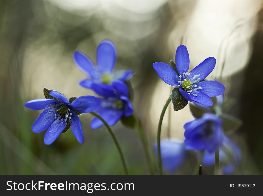 Beautiful Liverleaf (Hepatica nobilis) macro photo