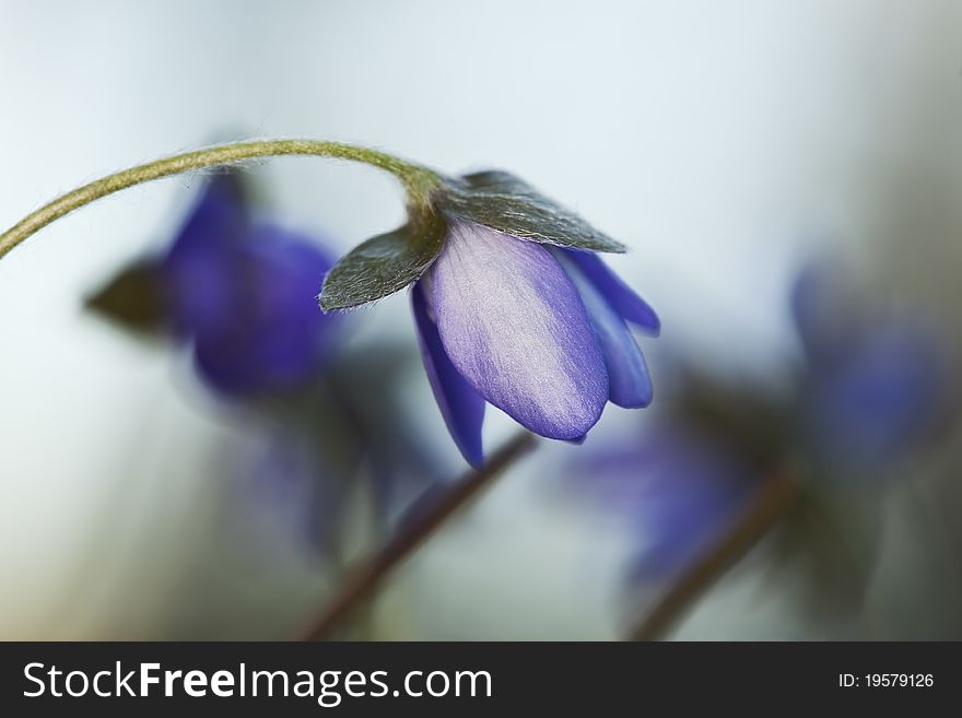 Beautiful Liverleaf (Hepatica nobilis) macro photo