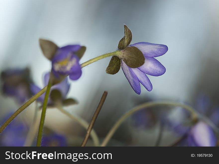 Beautiful Liverleaf (Hepatica nobilis) macro photo