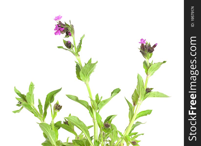 Red campion (Silene dioica) isolated on white background