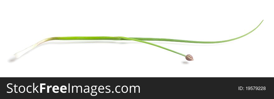 Spring onion on white background. Spring onion on white background