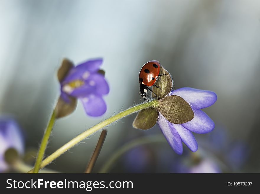 Ladybug Sitting On Liverleaf