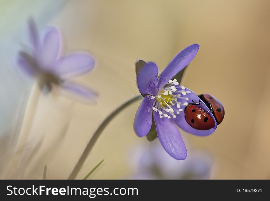 Ladybugs Sitting On Liverleaf