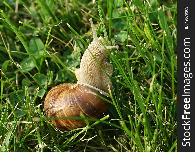 Snail crawling through the grass