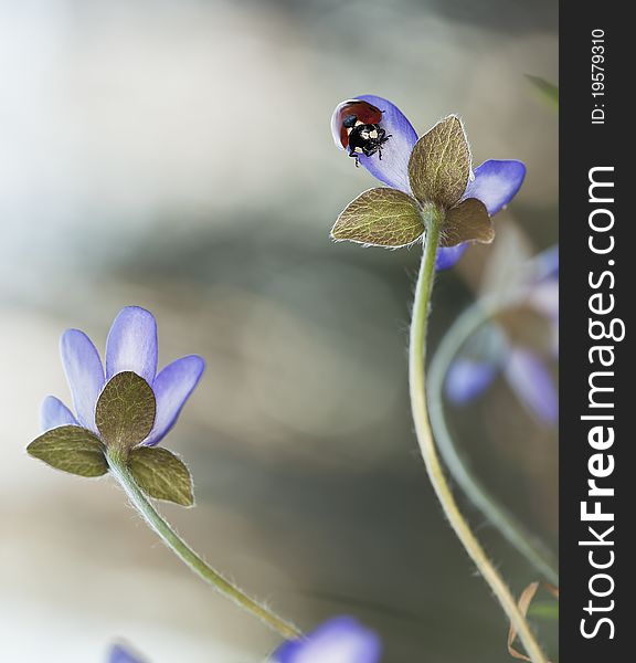 Ladybug sitting on liverleaf (Hepatica nobilis)