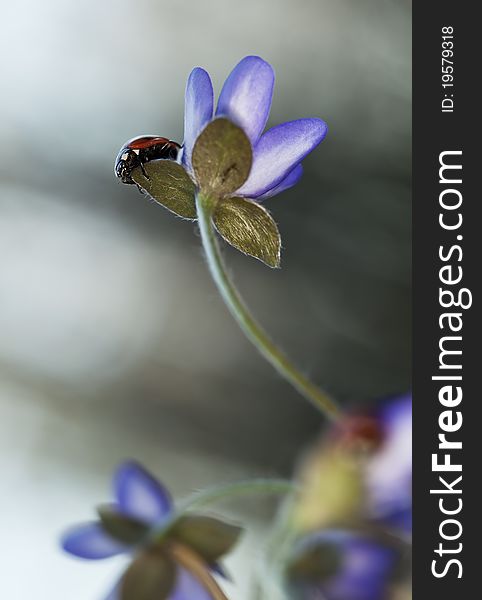 Ladybug sitting on liverleaf (Hepatica nobilis)