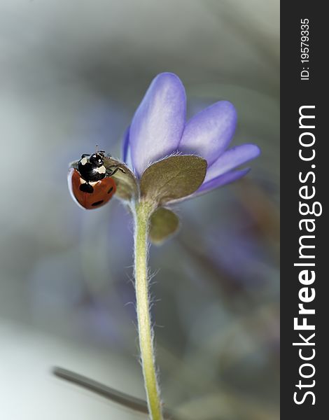 Ladybug sitting on liverleaf (Hepatica nobilis)