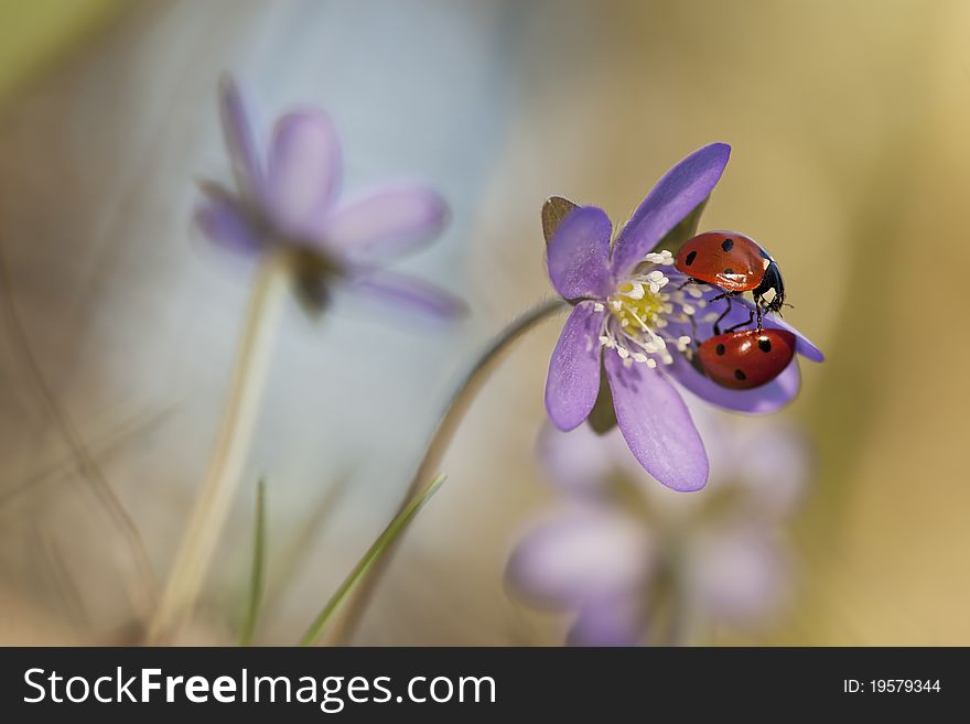 Ladybugs Sitting On Liverleaf