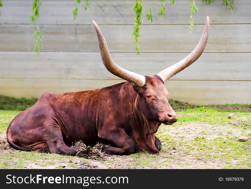 Brown bull is lying on the grass