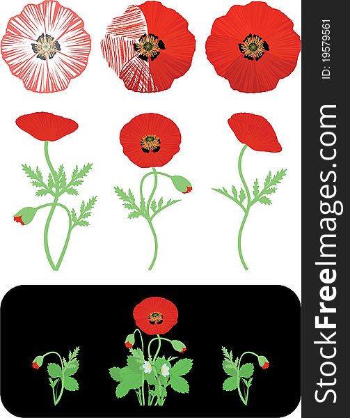 Poppies