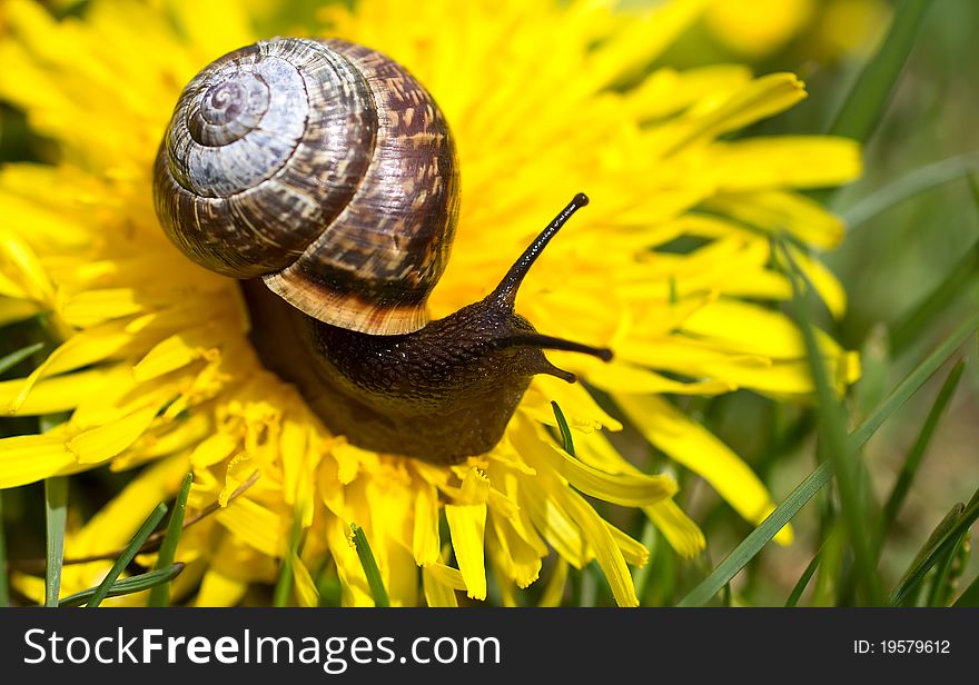 Snail on the leaf at the garden. Snail on the leaf at the garden.