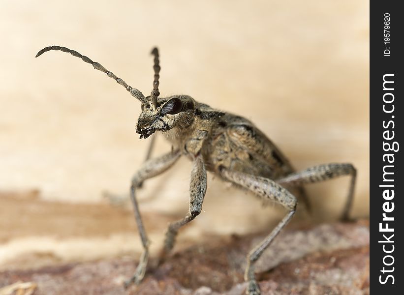 Ribbed pine borer (Rhagium inquisitor) sitting on wood, macro photo