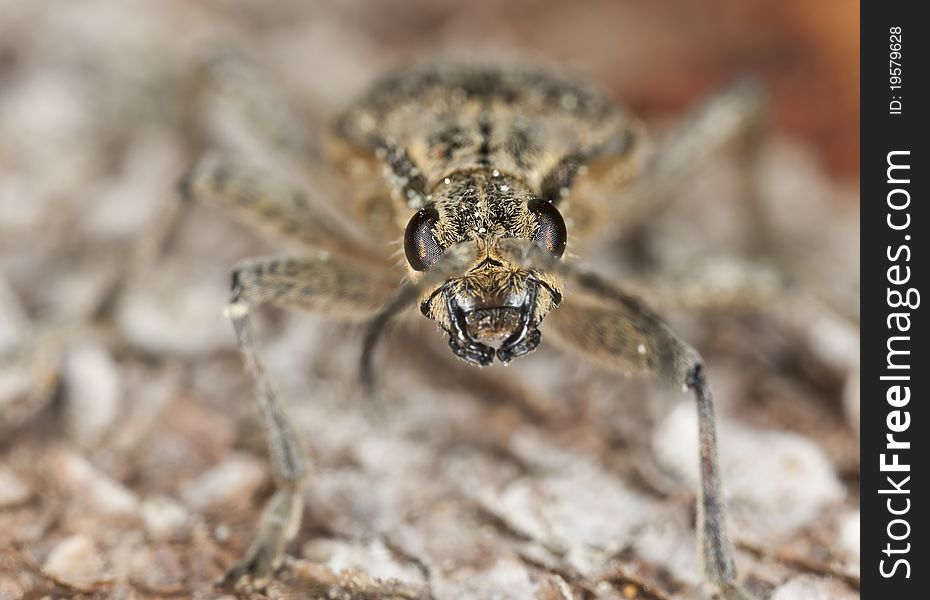 Ribbed pine borer (Rhagium inquisitor) sitting on wood, macro photo