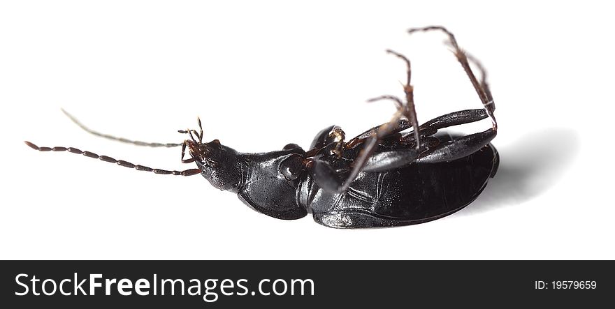 Ground beetle on white background