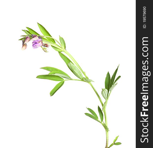 Bitter-vetch (Lathyrus linifolius)