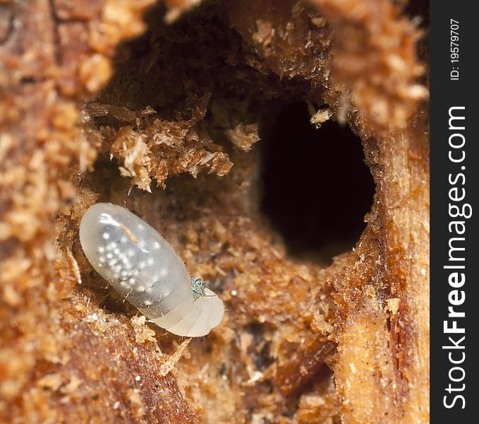 Ant larva, extreme close up with high magnification