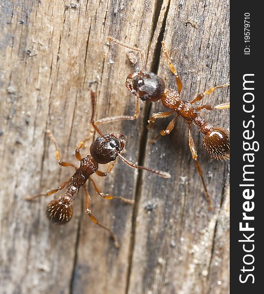 Red ants (Myrmicinae) on wood, extreme close up, this ant has a powerful sting