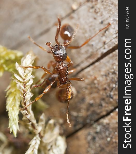 Red ants (Myrmicinae) on wood