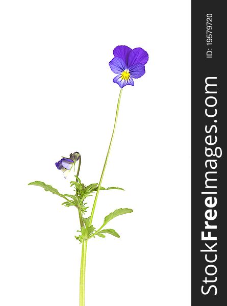 Heartsease (Viola tricolor) isolated on white background