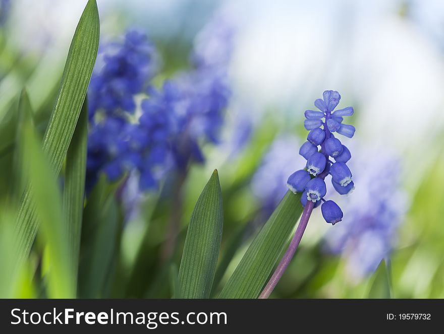 Common grape hyacinth (Muscari botryoides) shallow depth of field, focus on selected petals, vibrant colors and bright sunshine