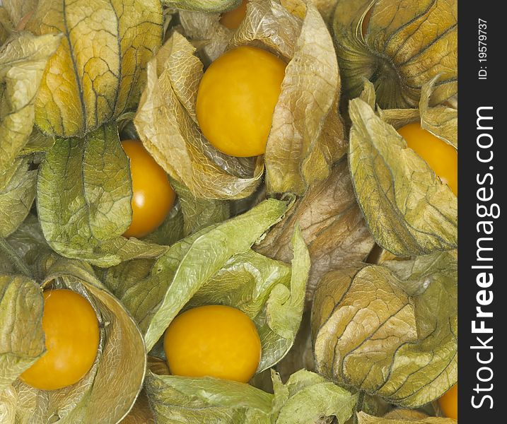 Physalis Background