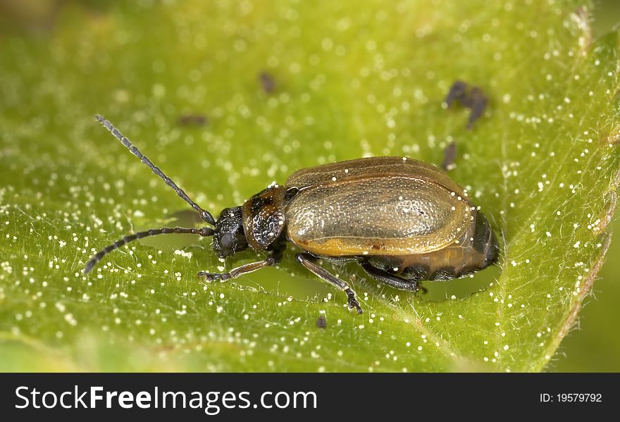Leaf beetle (Chrysomelidae) sitting on leaf
