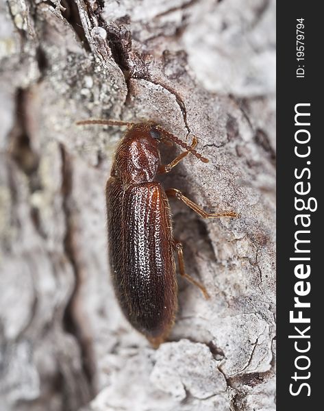 Wood living beetle