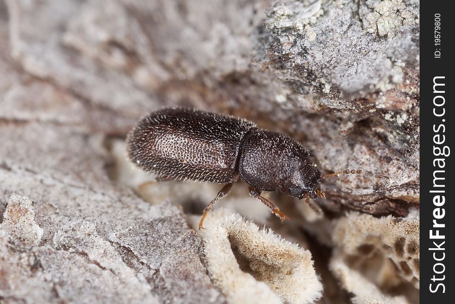 Wood living beetle