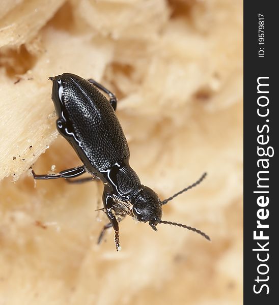 Wood living beetle on wood, extreme close up with high magnification, focus on eyes