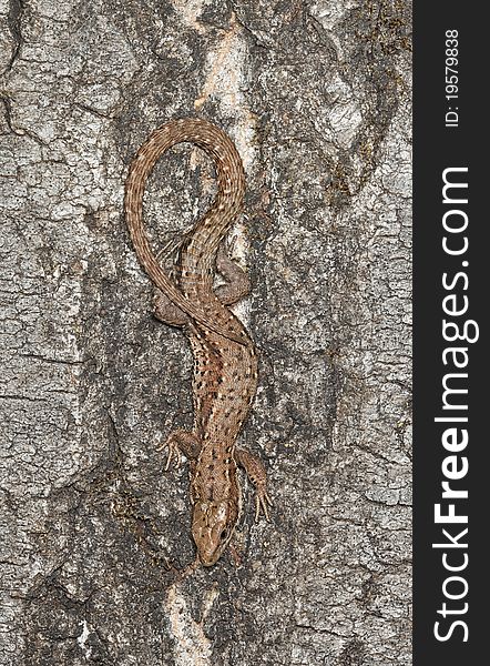 Common lizard (Zootoca vivipara) sitting on aspen tree, macro photo