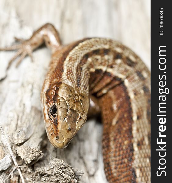 Common lizard, Zootoca vivipara