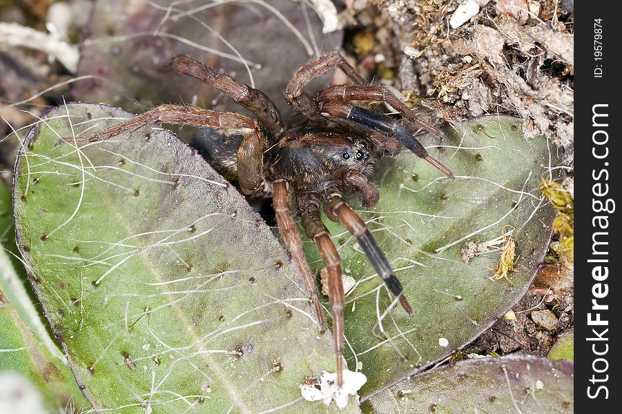 Hunting spider among leafs, macro photo