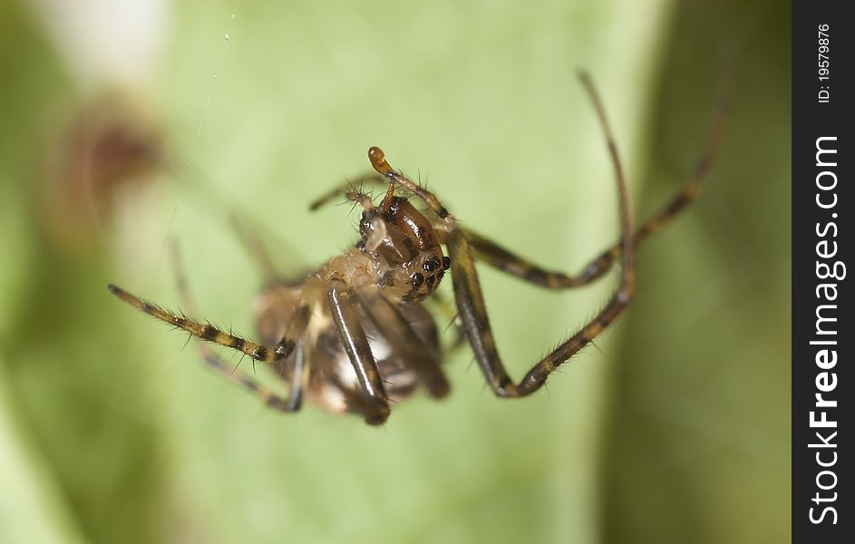 Small spider, extreme close up