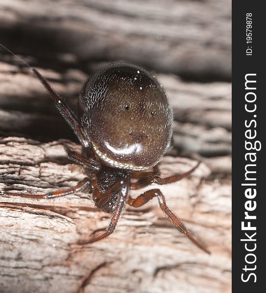 Hunting spider on wood. Macro photo.