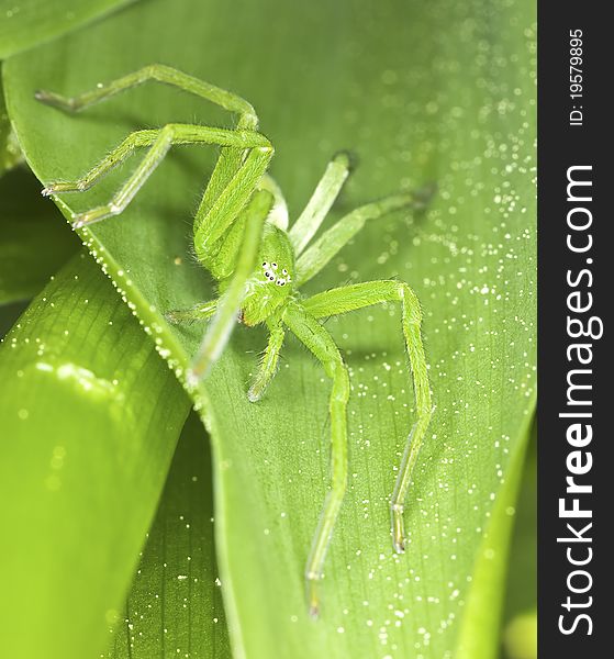 Green hunting spider on leaf, macro photo